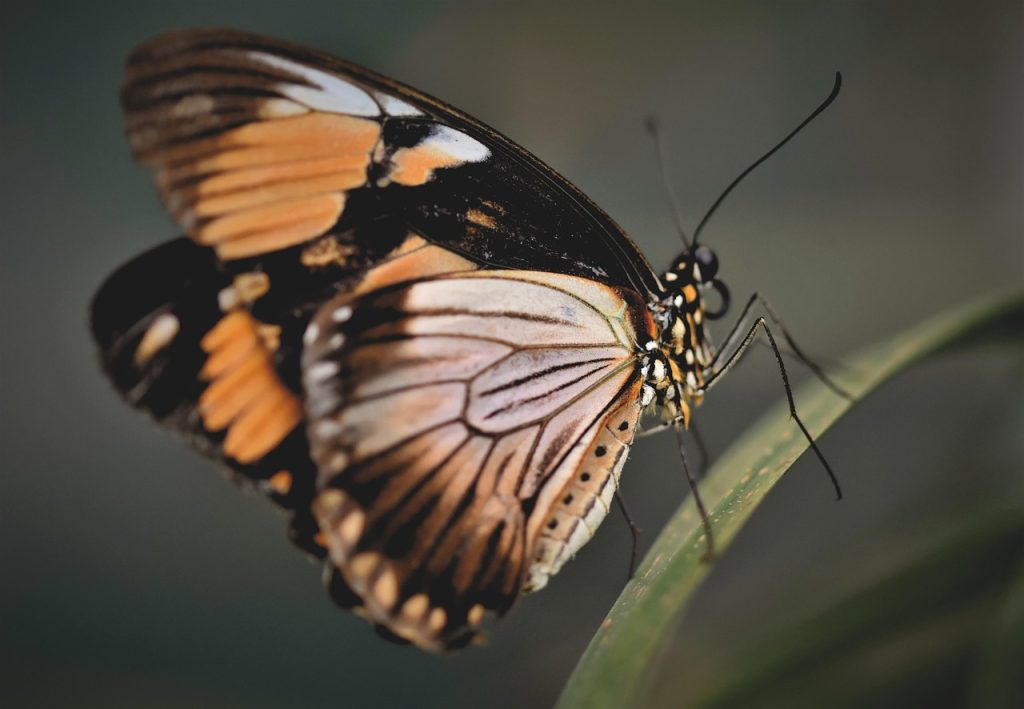 découvrez la coupe de cheveux butterfly, une coiffure tendance et élégante qui apporte légèreté et style à votre look.