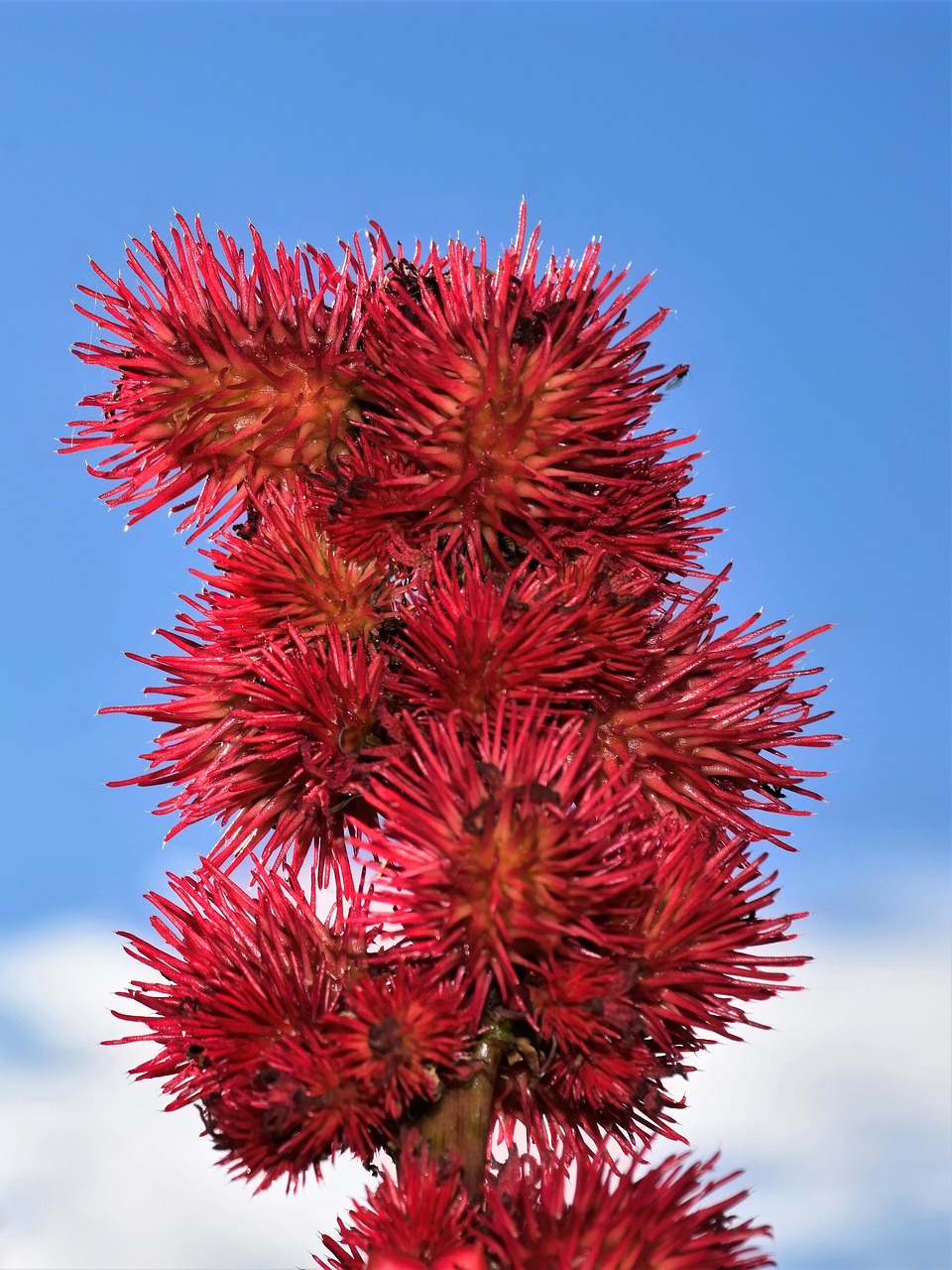 découvrez les bienfaits de l'huile de ricin, un ingrédient naturel aux multiples vertus pour la peau, les cheveux et la santé.