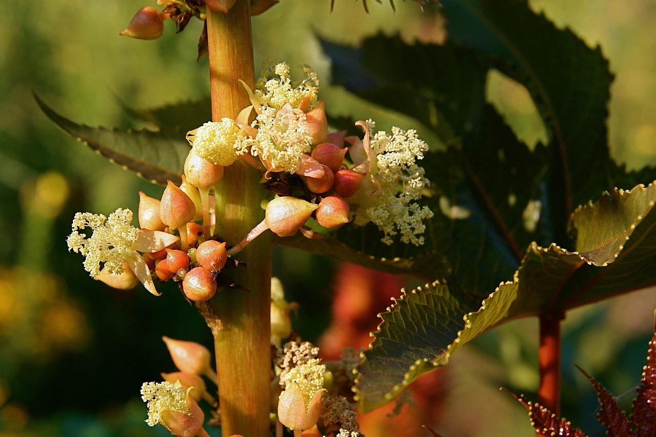 découvrez les bienfaits naturels de l'huile de ricin, idéale pour nourrir la peau, renforcer les cheveux et favoriser la croissance. un soin polyvalent et naturel à adopter dans votre routine beauté.