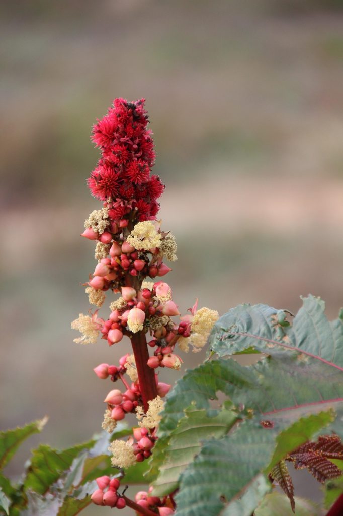découvrez les bienfaits de l'huile de ricin pour la peau, les cheveux et la santé. un remède naturel aux multiples vertus à intégrer dans votre routine beauté.