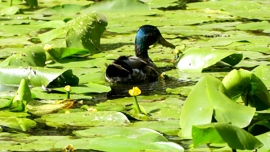 découvrez notre sélection de volants de haute qualité pour auto, idéaux pour améliorer votre confort de conduite et votre sécurité sur la route.